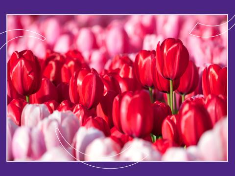 Tulpen
