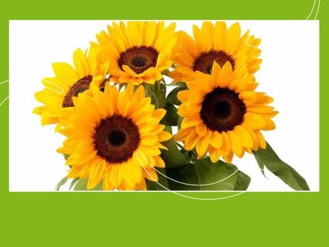 Zonnebloem